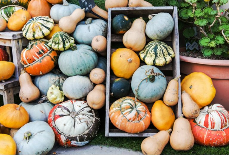 colourful display of pumpkins and squash