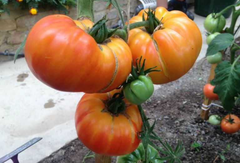 ripe red tomatoes on the vine