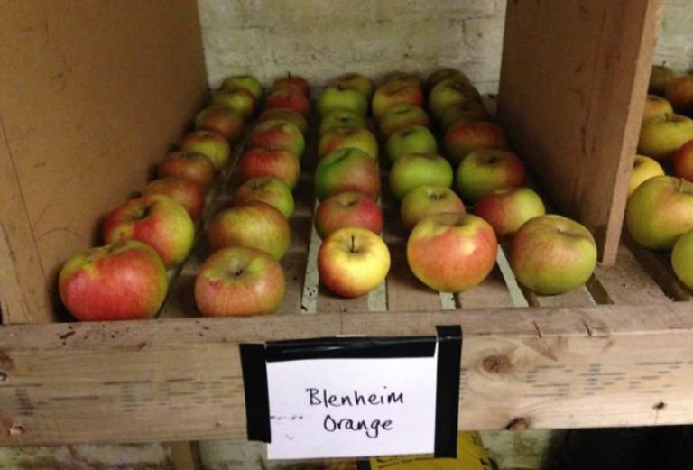 rows of picked blenheim orange apples