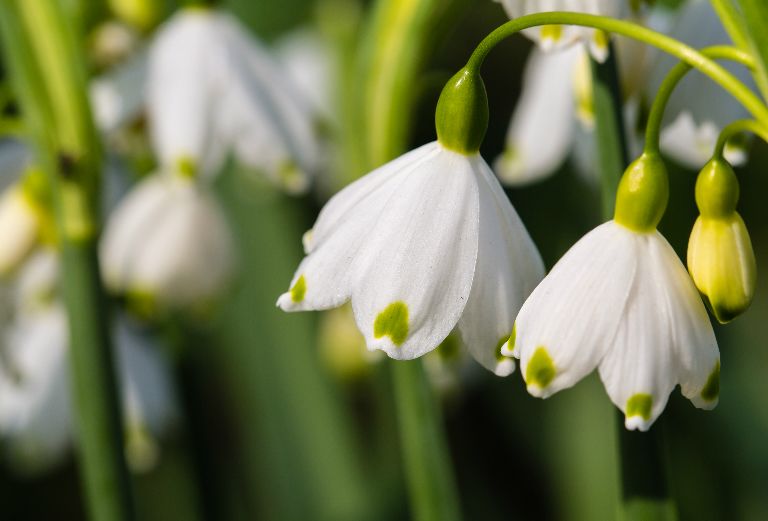 closeup of open snowdrops