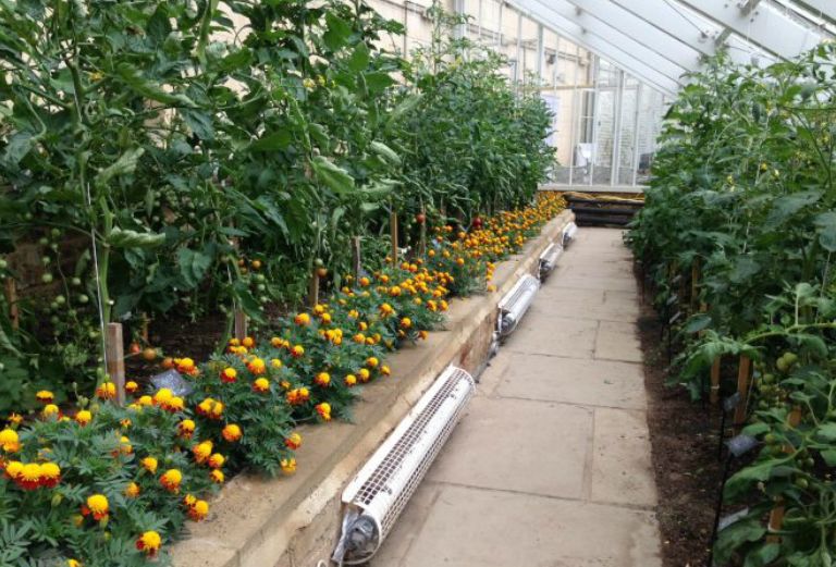 tomato plants in the vinery