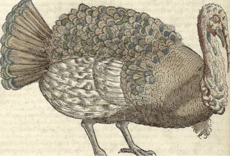 drawing-of-conrad-gessner-gallopavo-turkey