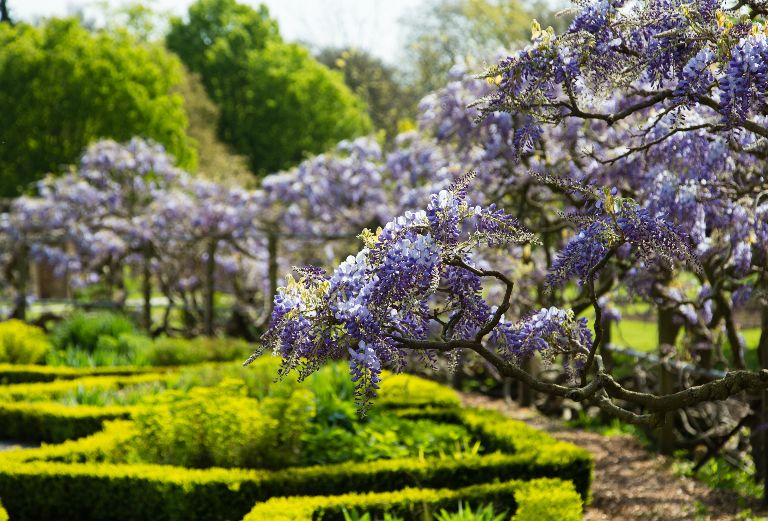 wisteria blooming in the walled garden