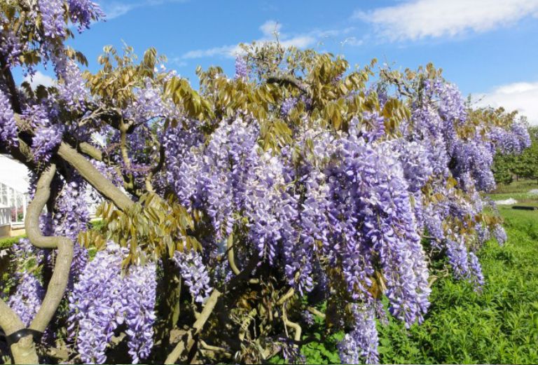 the wisteria in the walled garden blooming purple flowers
