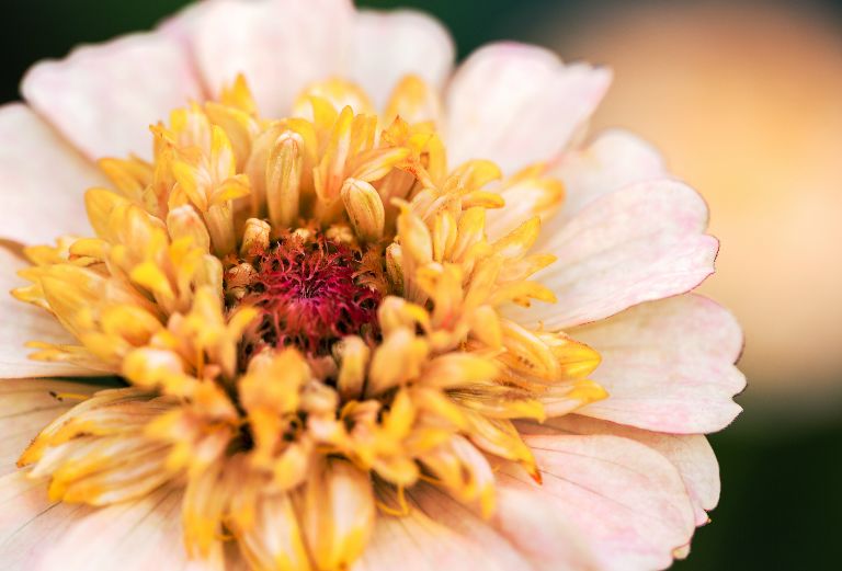 closeup of yellow and pink flower
