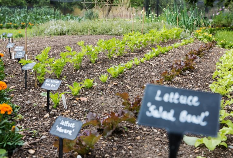 Lines of vegetables in a garden. A lable tells that they are lettuce