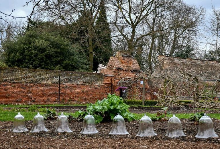 from inside a walled garden, showing eight glass bell jars on the soil