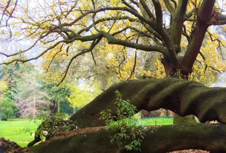 The twisted trunk of the holm oak at Fulham Palace, which is centred and horizontal across the picture