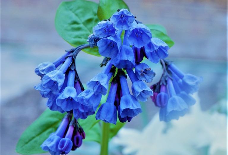 Photo of bright blue flowers against a blurred background