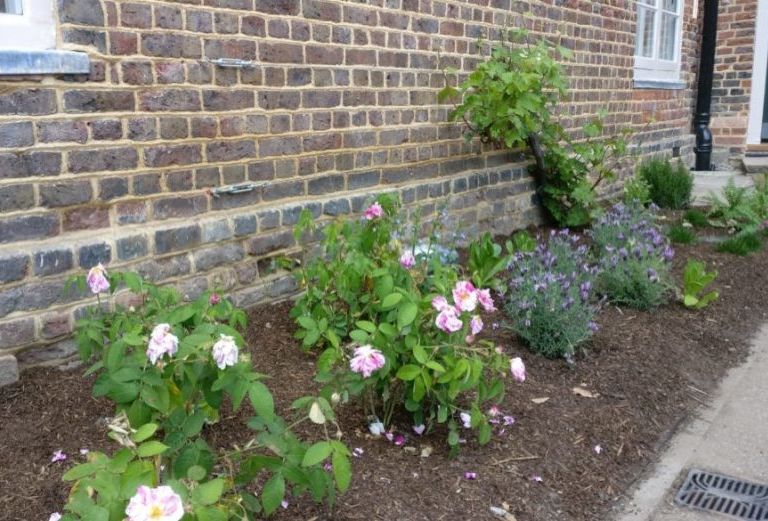 A photograph of a planting border, with roses and lavender against a brick wall