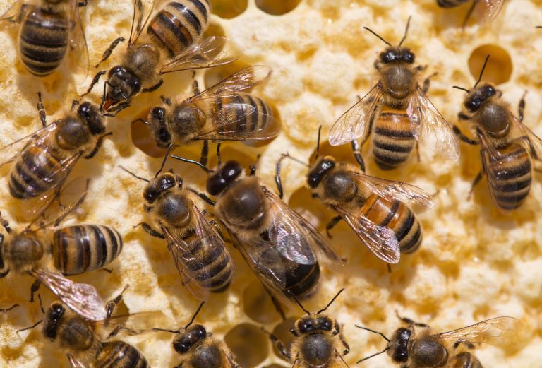 A close up shot of honey bees on wax