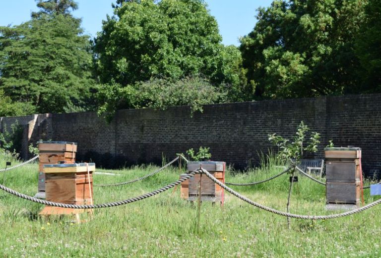 three bee hives are in a large patch of grass with a brick wall behind