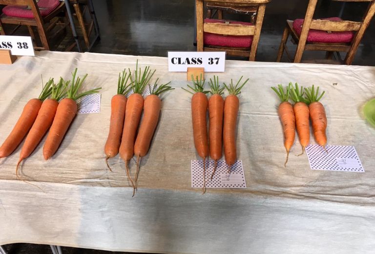 Carrots are arranged on a table in sets of three.,