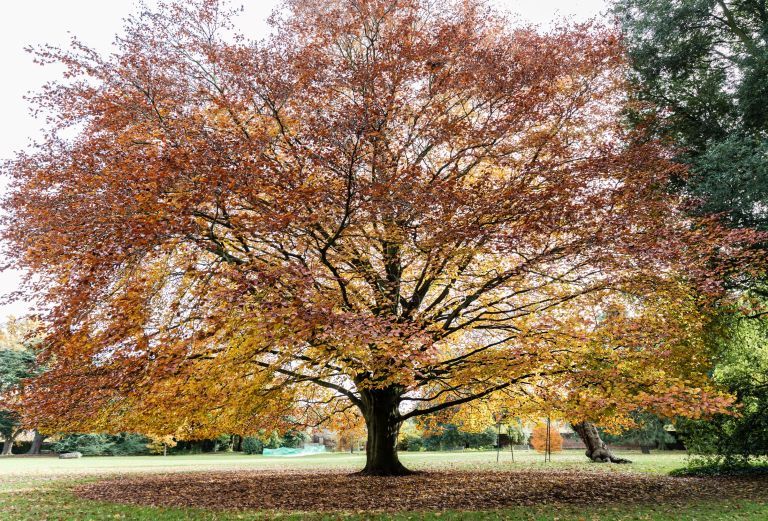 large tree with red and yellow leaves