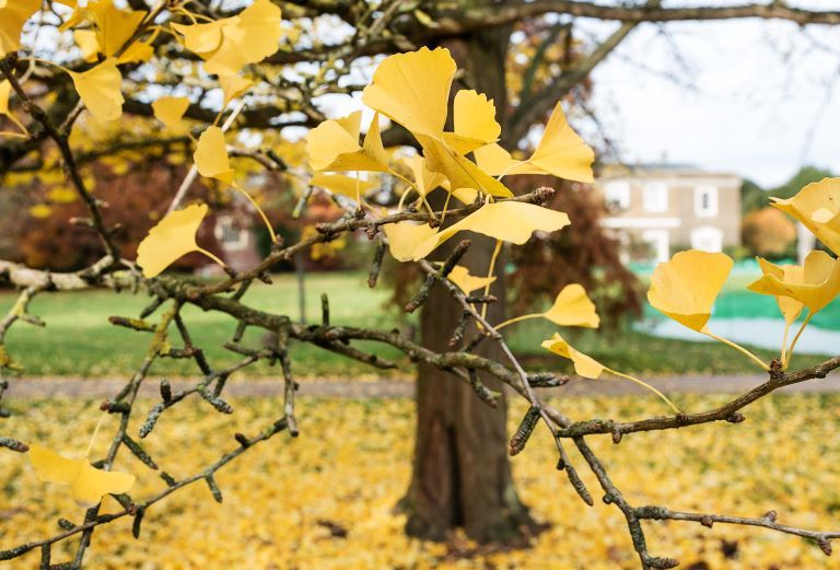 yellow leaved tree late in autumn after having lost many of its leaves