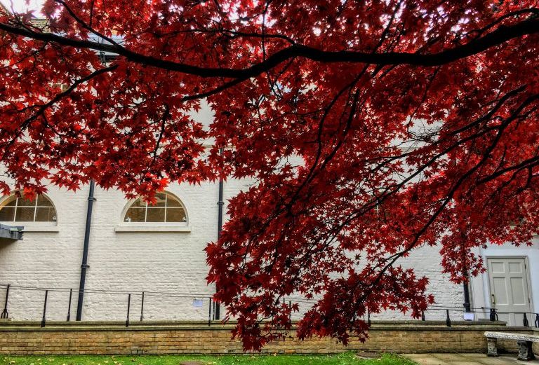 tree with bright red leaves