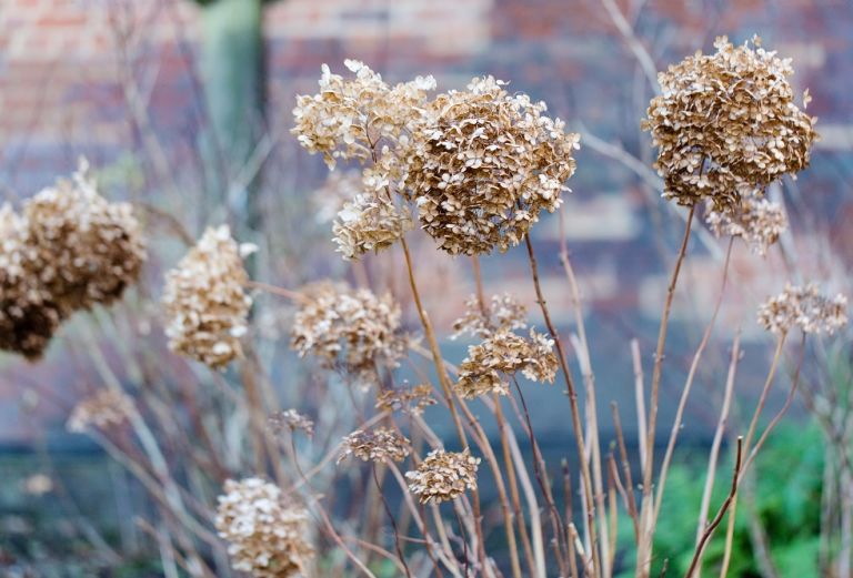 ball of dried flowers against blurred background