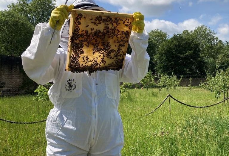 Beekeeper inspects a frame of bees
