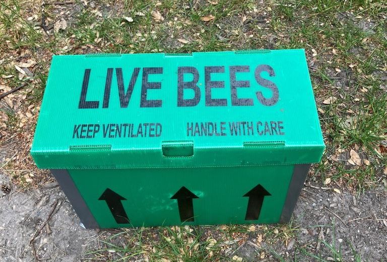 A green container full of bees which reads LIVE BEES KEEP VENTILATED HANDLE WITH CARE