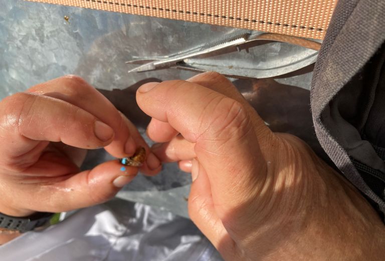 A beekeeper applies a blue dot of paint to the queen bee's back to mark her