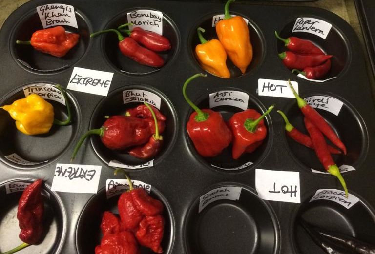 image shows a variety of chillis