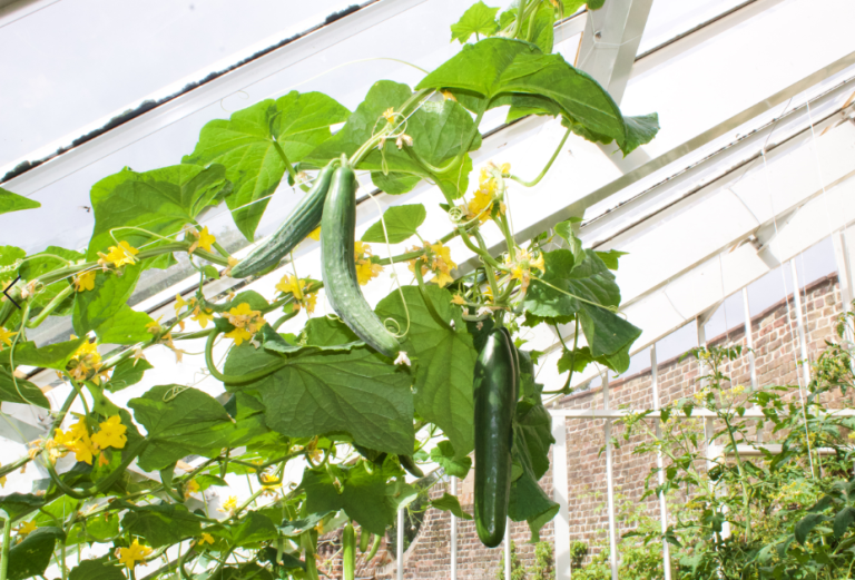 Image shows large cucumbers on the vine growing upwards and hanging down from the ceiling of a greenhouse