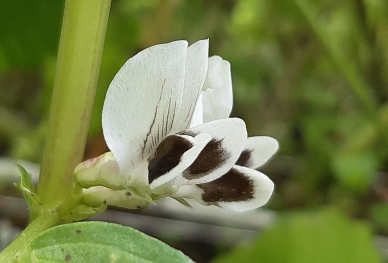 Image of a pea flower