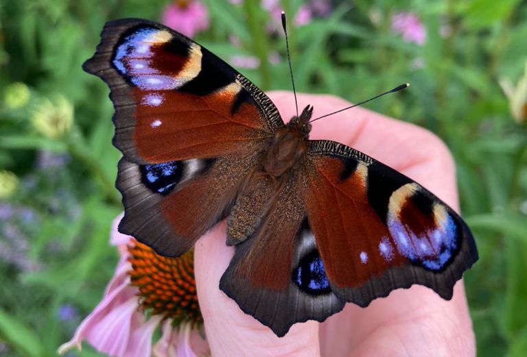 image shows a peacock butterfly