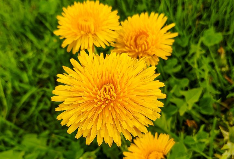 Four yellow dandelion flowers in centre of photo, surrounded by green leaves.