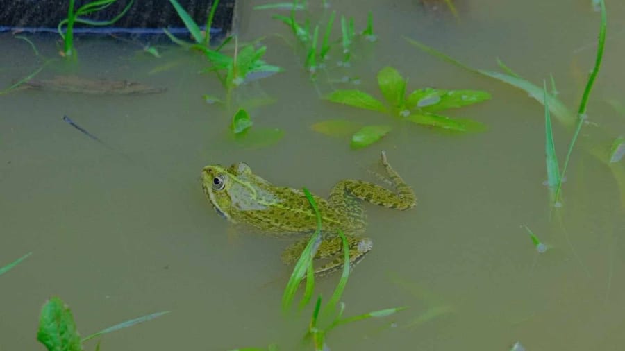 conte-grenouille