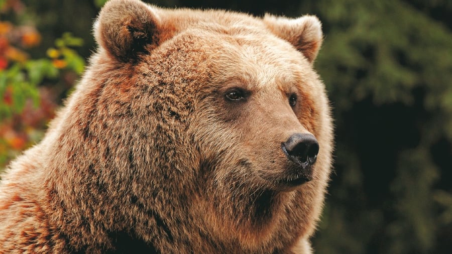 billet-parc-animalier