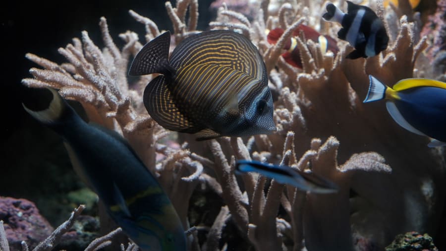 visite aquarium paris