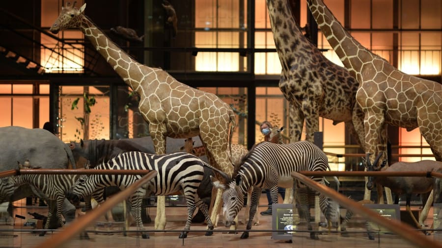 la grande galerie de l'evolution