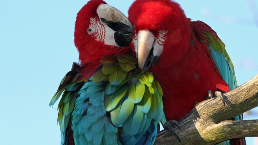 parc des oiseaux