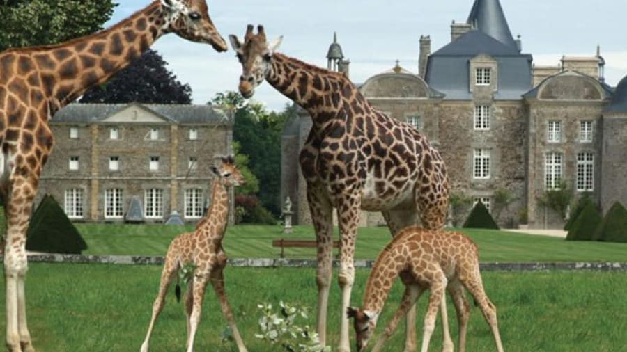 billet-zoo-chateau-bourbansais