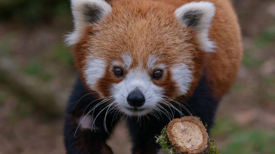 activite insolite bretagne