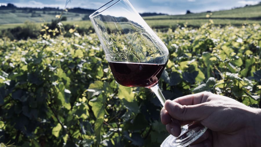 visite et degustation de vin