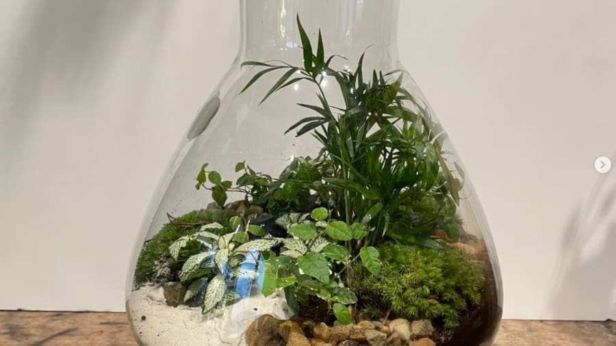 atelier-diy-nantes-terrarium