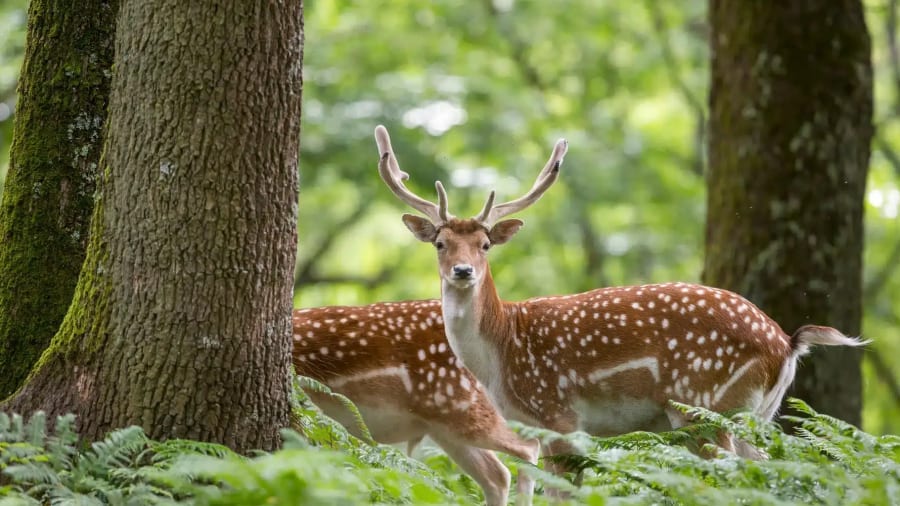 activite-famille-yvelines