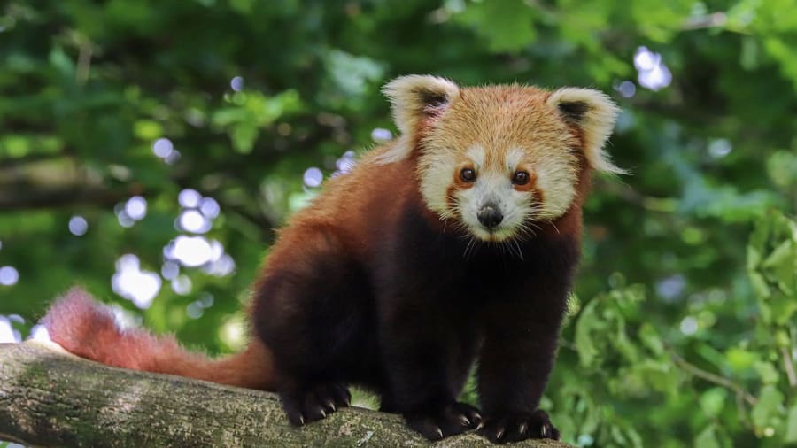 zoo-boissiere