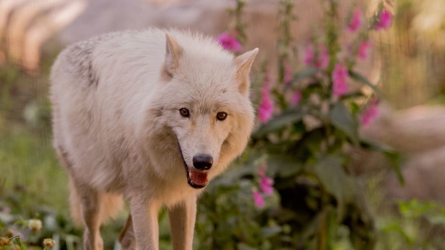 billet pour le parc animalier
