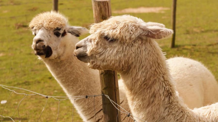 stage pilotage voiture enfant