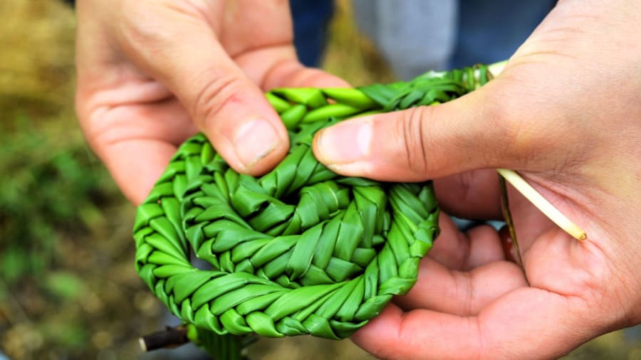 balade decouverte des vegetaux