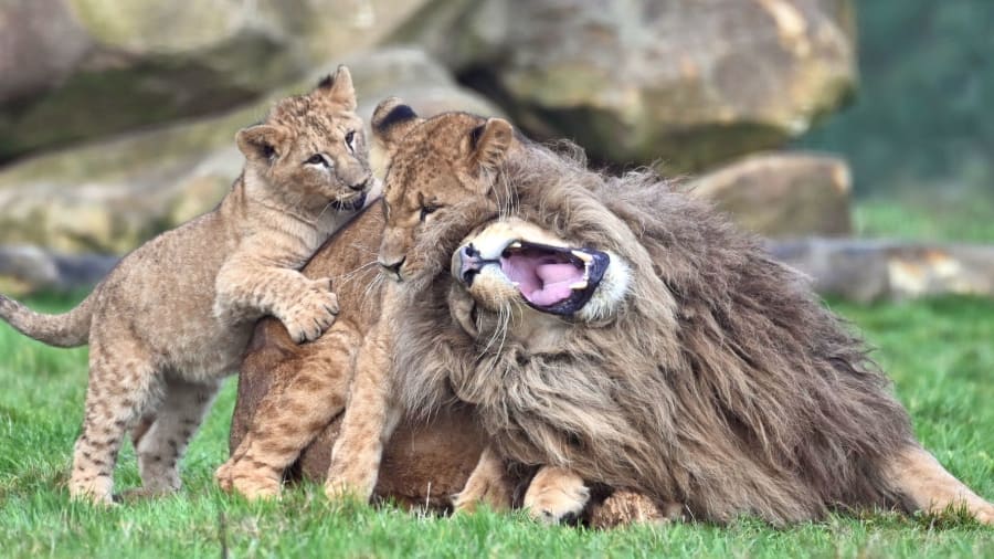 billet-lumigny-safari