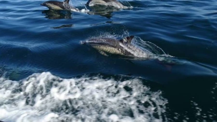 balade-dauphins
