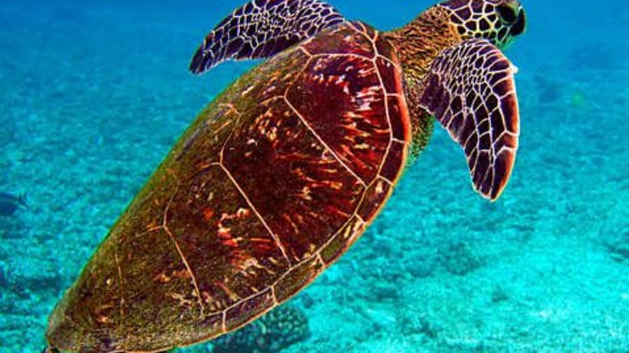 billet-grand-aquarium