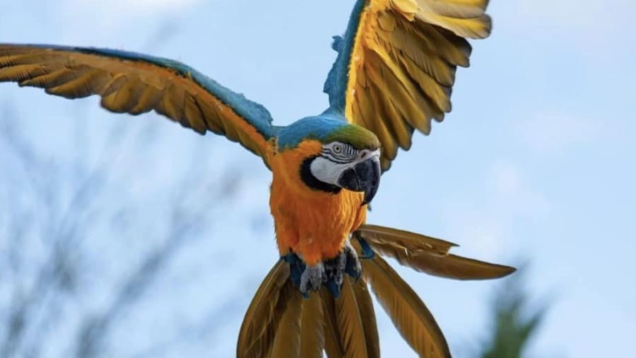 billet-parc-oiseaux