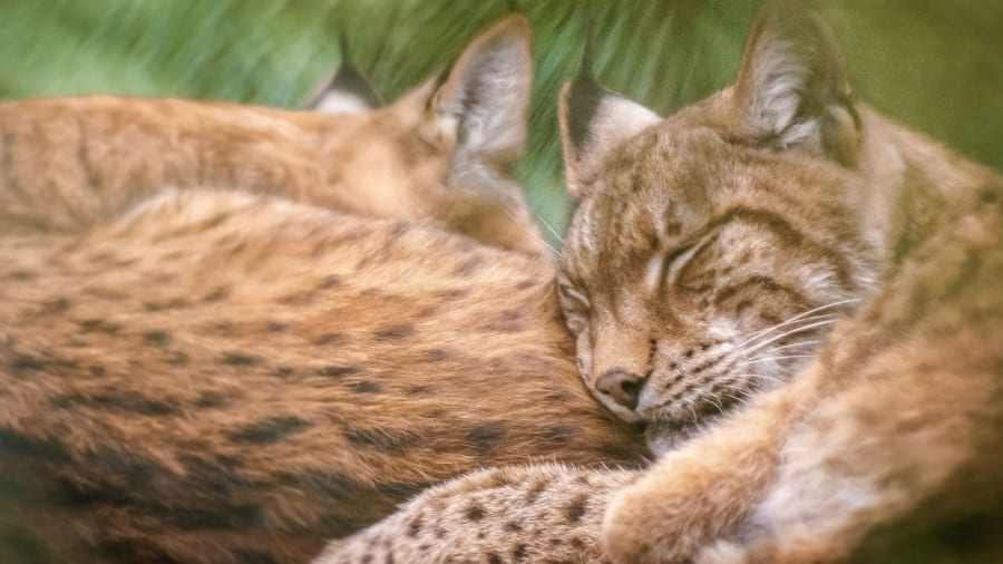 activite-enfant-saint-malo