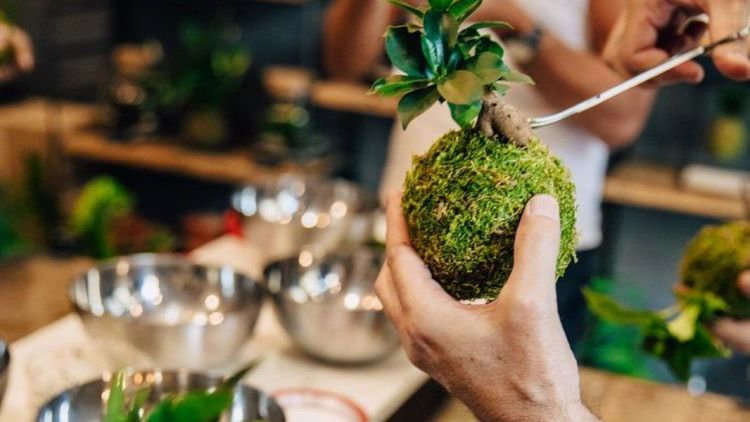 atelier-kokedama