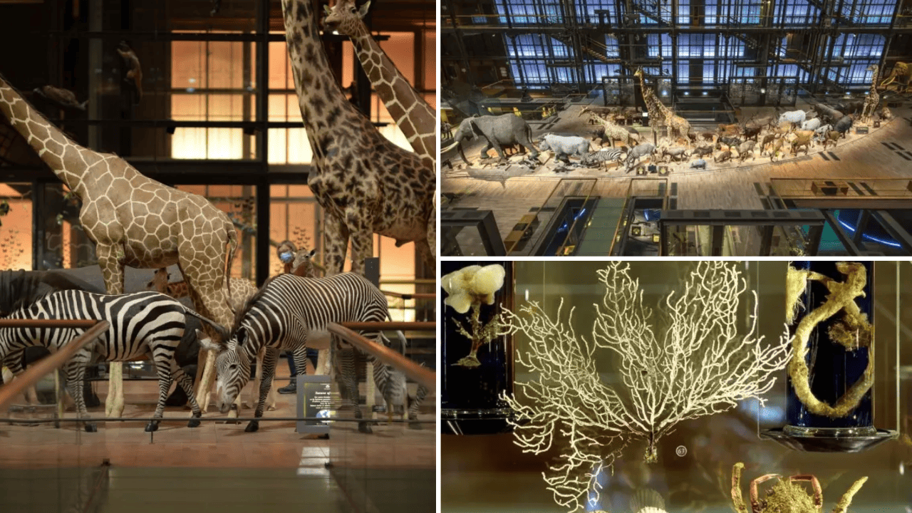 grande galerie de l'évolution